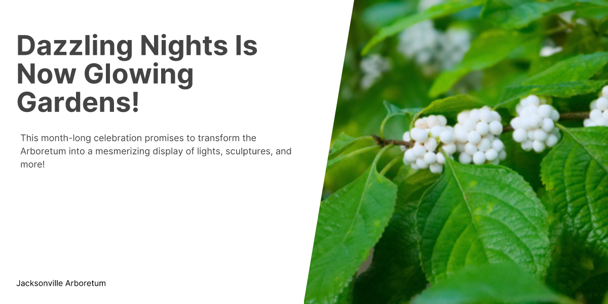 Jacksonville Arboretum Announces New Holiday Light Show Glowing